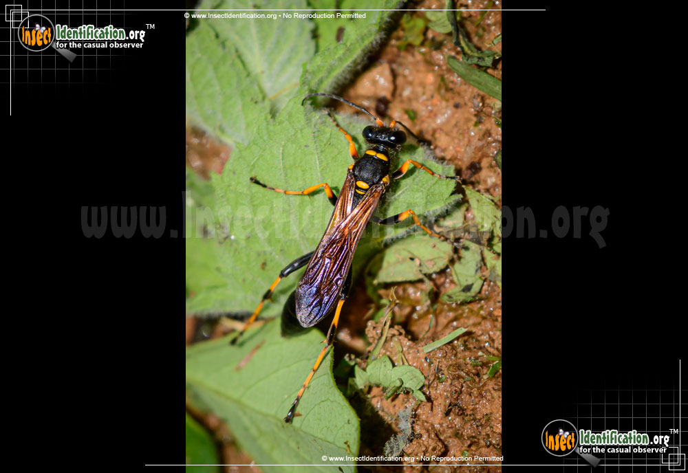 Full-sized image of the Black-and-Yellow-Mud-Dauber