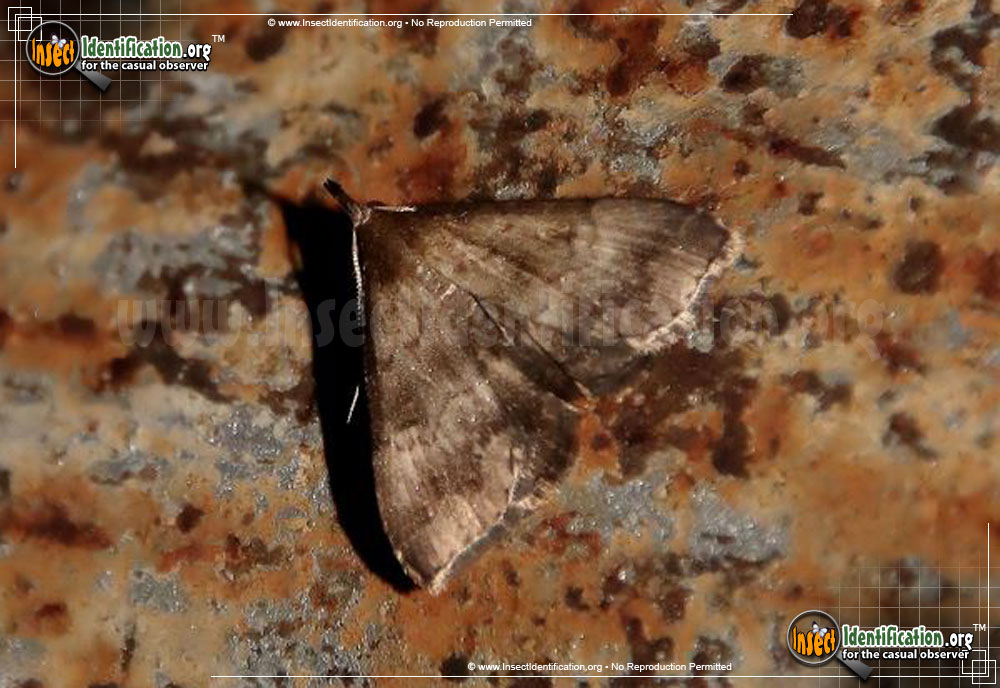 Full-sized image #2 of the Black-banded-Owlet-Moth