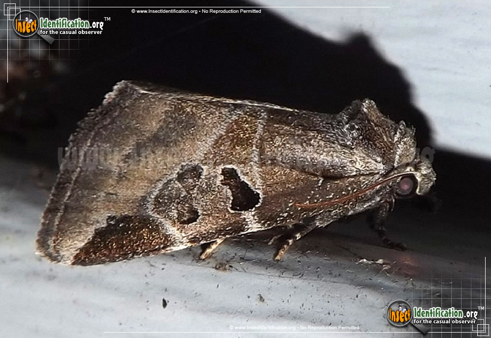 Full-sized image of the Black-Barred-Brown-Moth