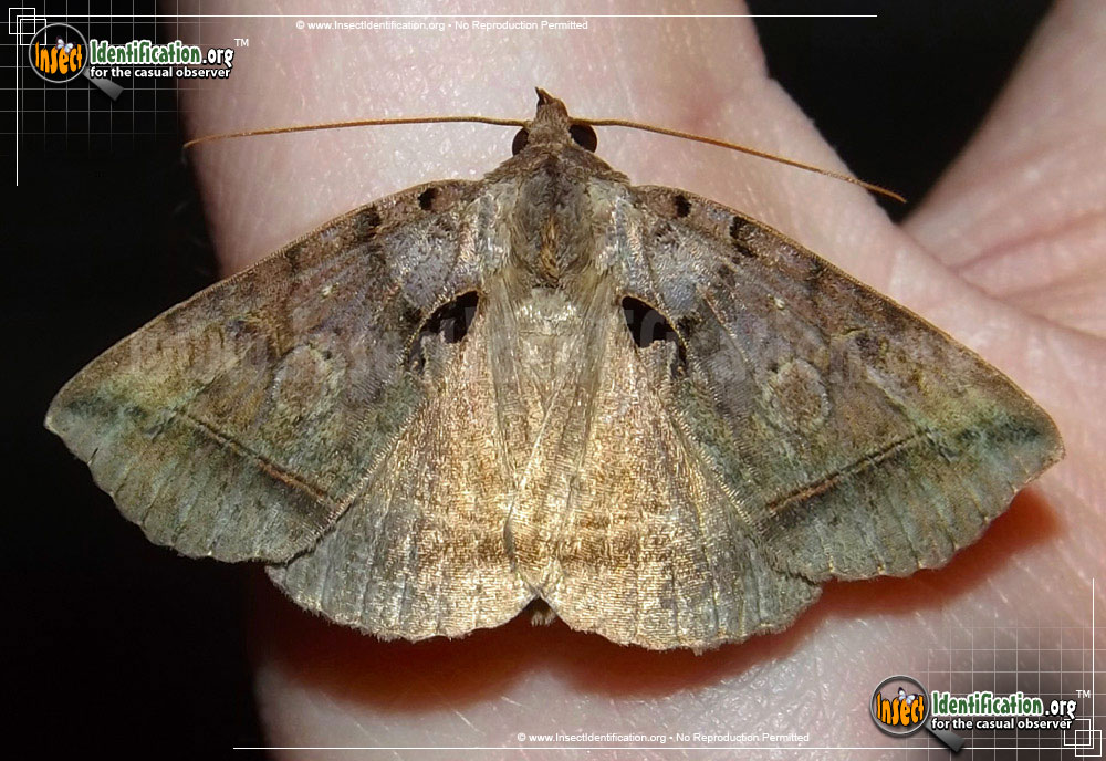 Full-sized image of the Black-Bit-Moth