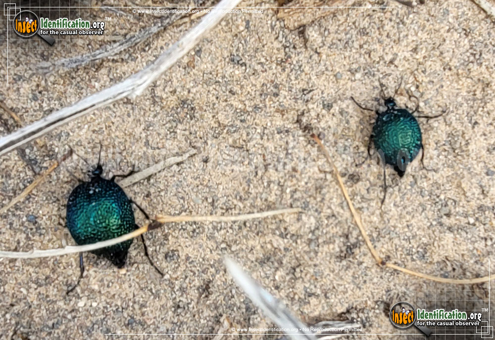 Full-sized image #2 of the Black-Bladder-Bodied-Meloid-Beetle