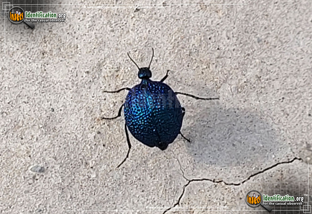 Full-sized image of the Black-Bladder-Bodied-Meloid-Beetle