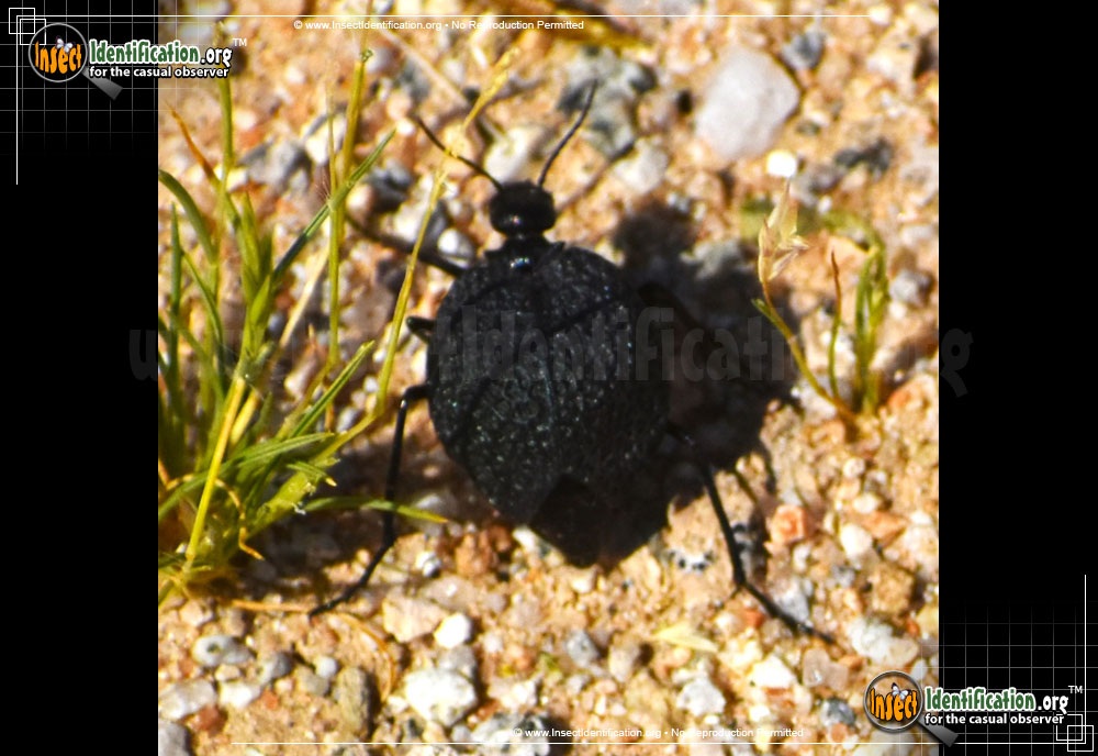 Full-sized image #3 of the Black-Bladder-Bodied-Meloid-Beetle