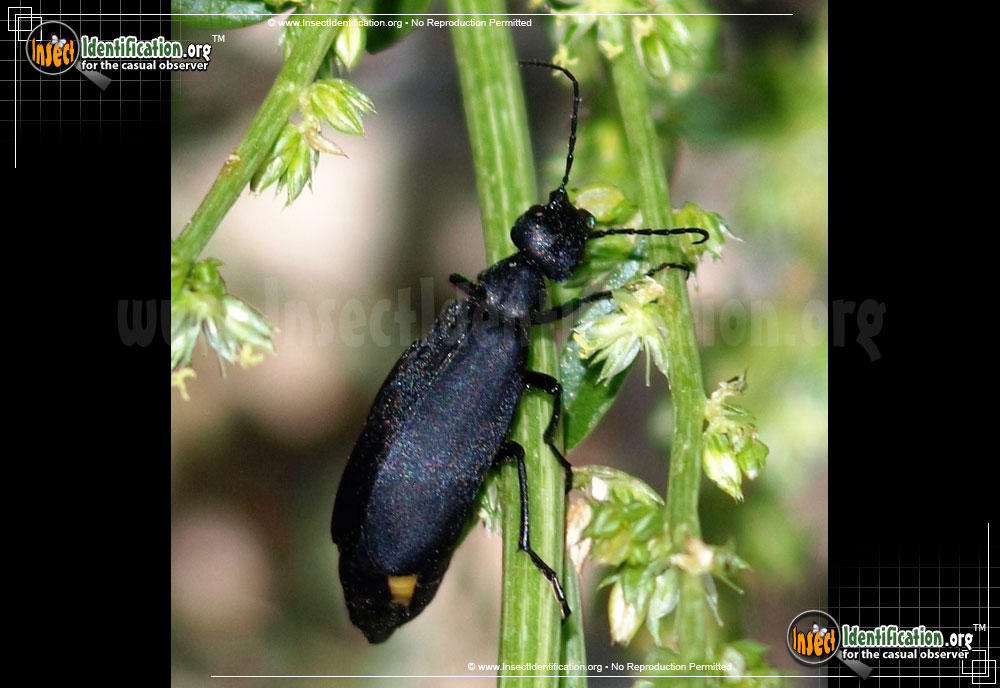 Full-sized image of the Black-Blister-Beetle