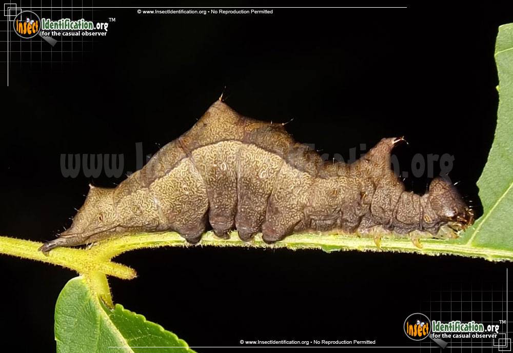 Full-sized image of the Black-Blotched-Prominent-Moth