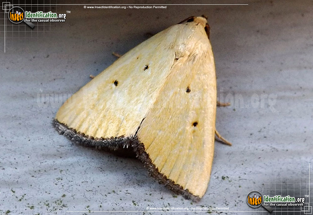Full-sized image of the Black-Bordered-Lemon-Moth