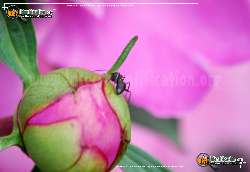 Full-sized image #3 of the Black-Carpenter-Ant