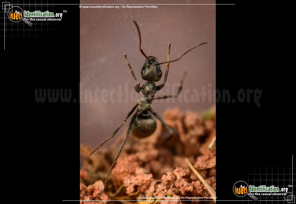 Full-sized image #4 of the Black-Carpenter-Ant