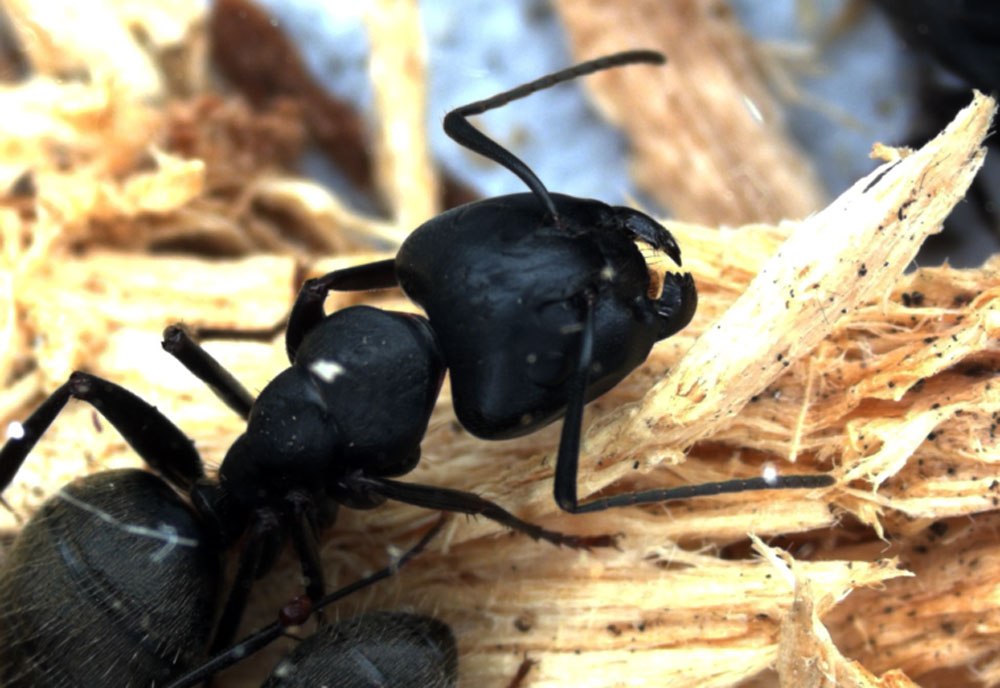 Full-sized image #2 of the Black-Carpenter-Ant