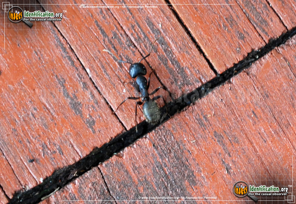 Full-sized image of the Black-Carpenter-Ant