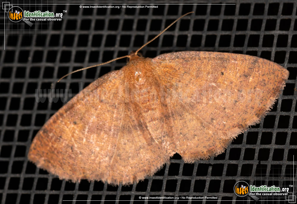 Full-sized image of the Black-Dotted-Ruddy-Moth