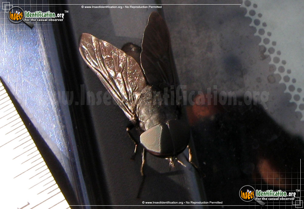 Full-sized image #5 of the Black-Horse-Fly