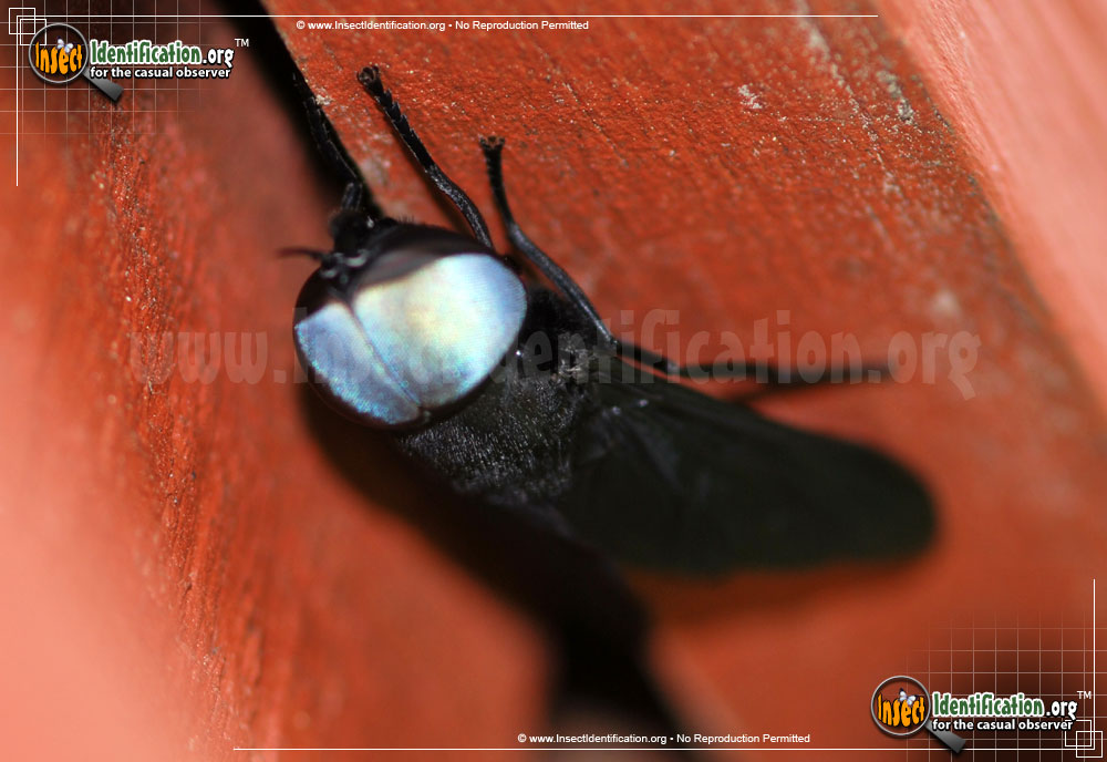 Full-sized image #4 of the Black-Horse-Fly