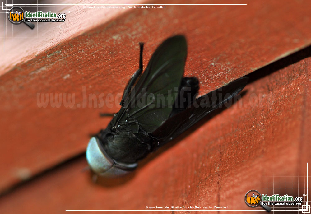 Full-sized image #3 of the Black-Horse-Fly