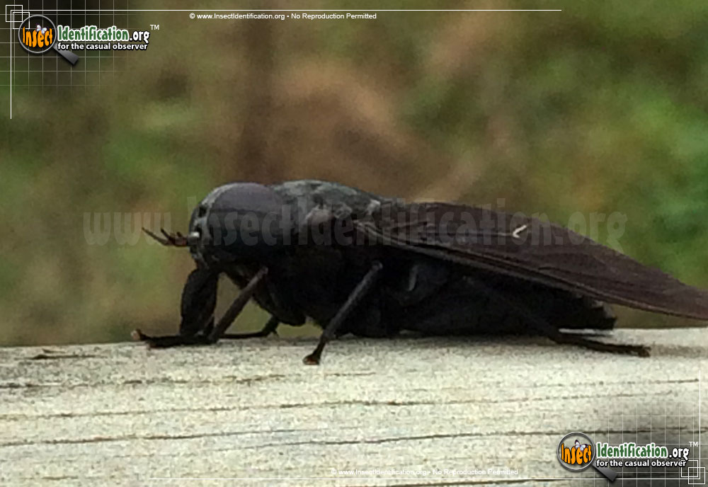 Full-sized image #7 of the Black-Horse-Fly