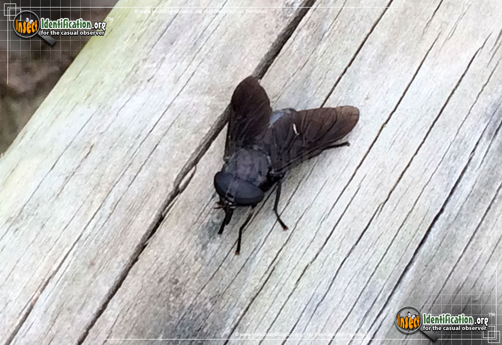 Full-sized image #6 of the Black-Horse-Fly