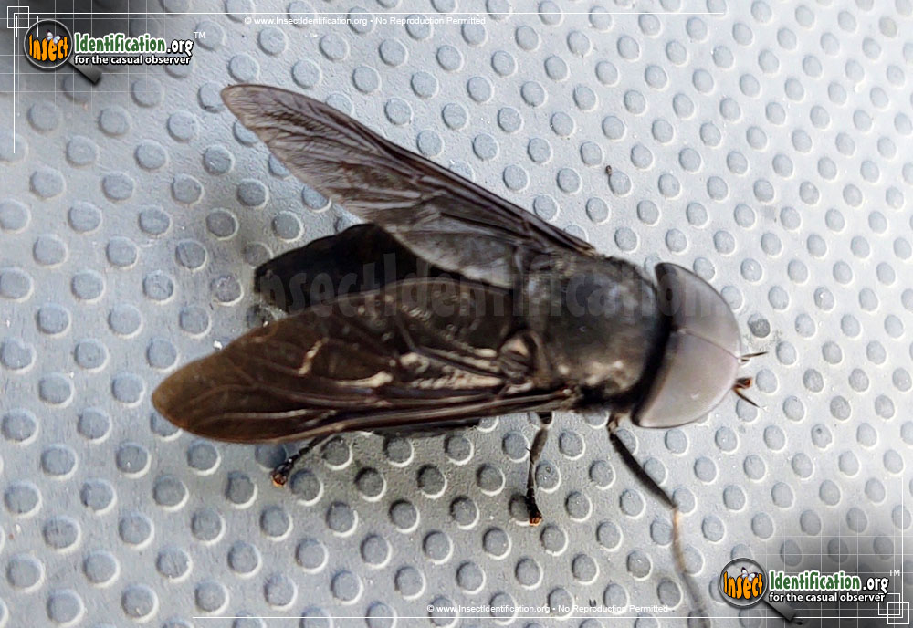 Full-sized image #8 of the Black-Horse-Fly