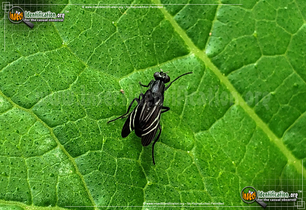Full-sized image of the Black-Onion-Fly