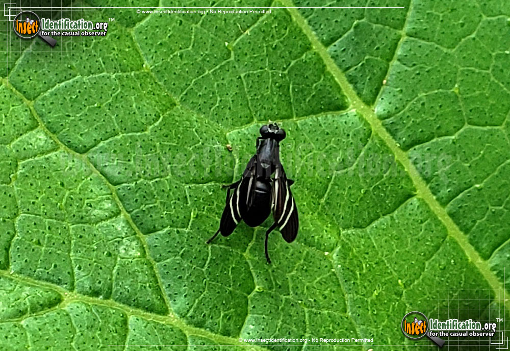 Full-sized image #2 of the Black-Onion-Fly