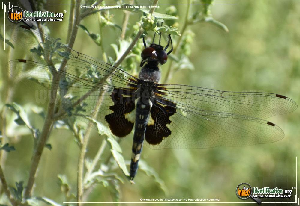 Black Saddlebags Skimmer
