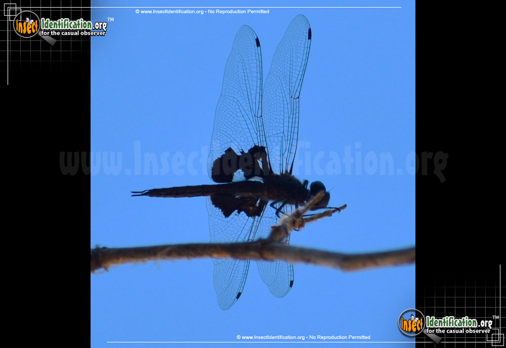 Black Saddlebags Skimmer