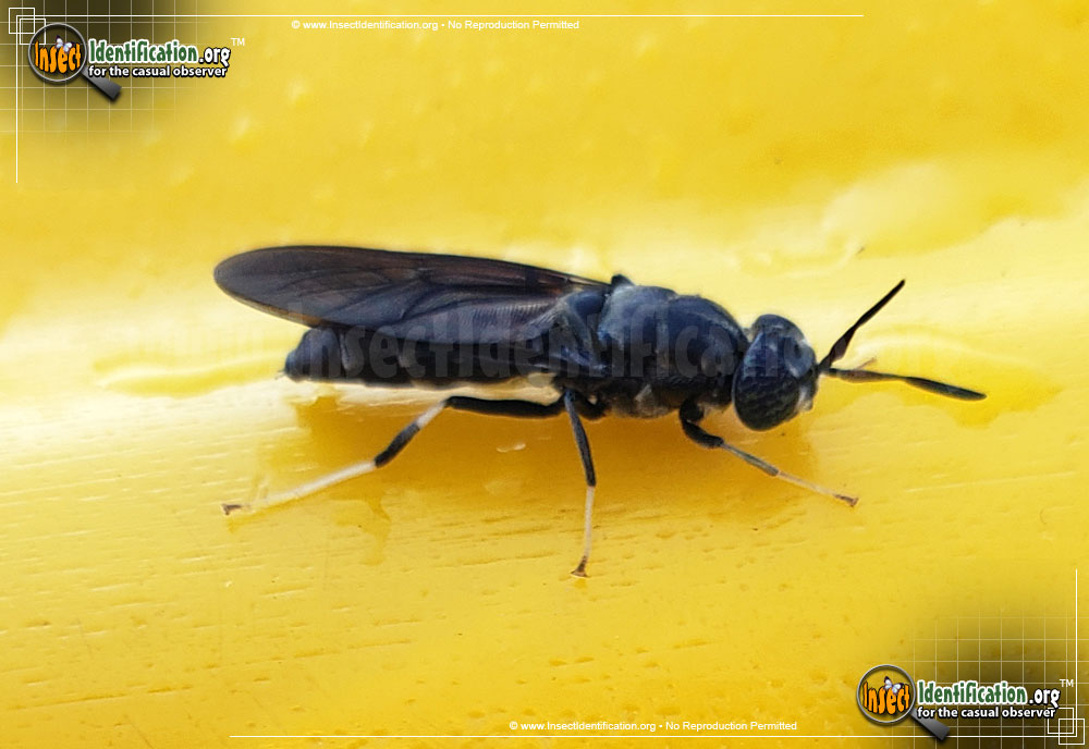 Full-sized image of the Black-Solider-Fly