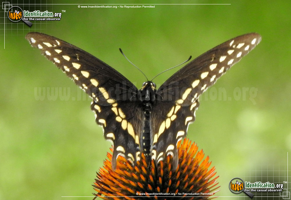 Full-sized image #3 of the Black-Swallowtail