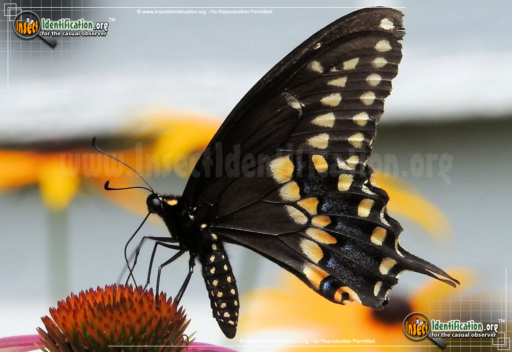 Full-sized image #4 of the Black-Swallowtail
