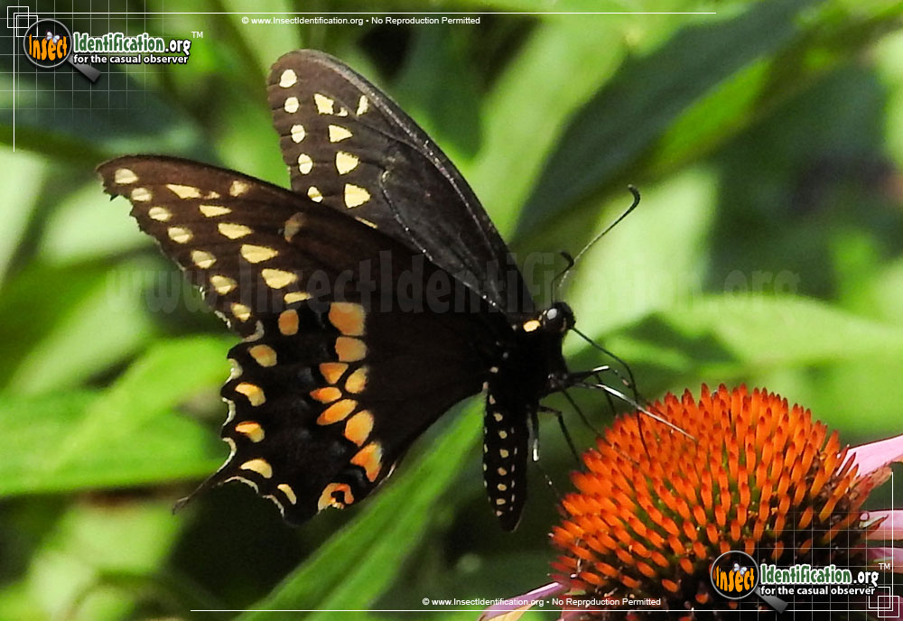 Full-sized image #5 of the Black-Swallowtail