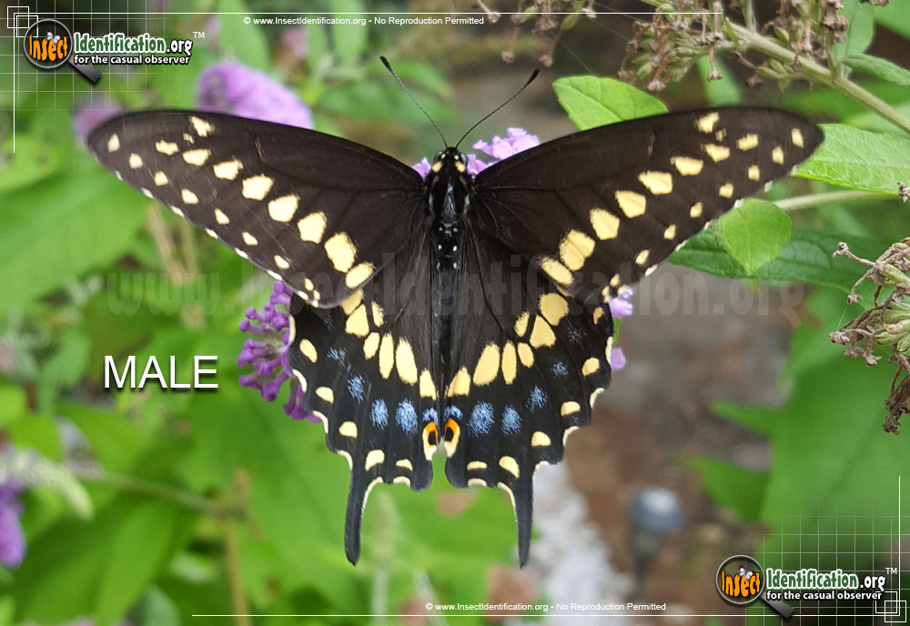 Full-sized image of the Black-Swallowtail
