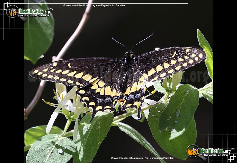 Full-sized image #6 of the Black-Swallowtail