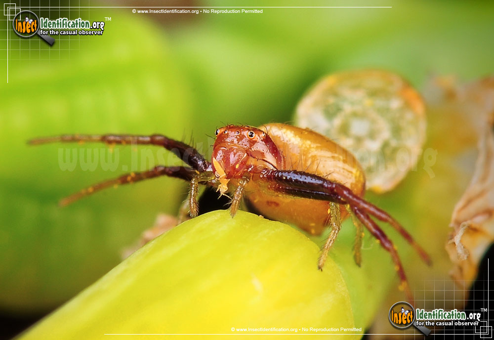 Full-sized image #2 of the Black-Tail-Crab-Spider