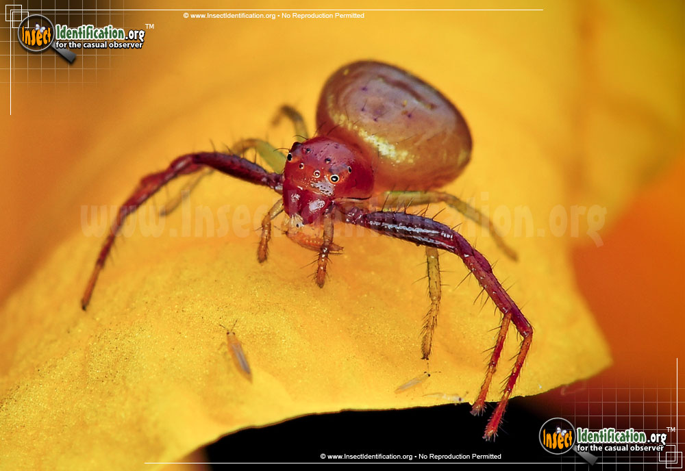 Full-sized image #4 of the Black-Tail-Crab-Spider
