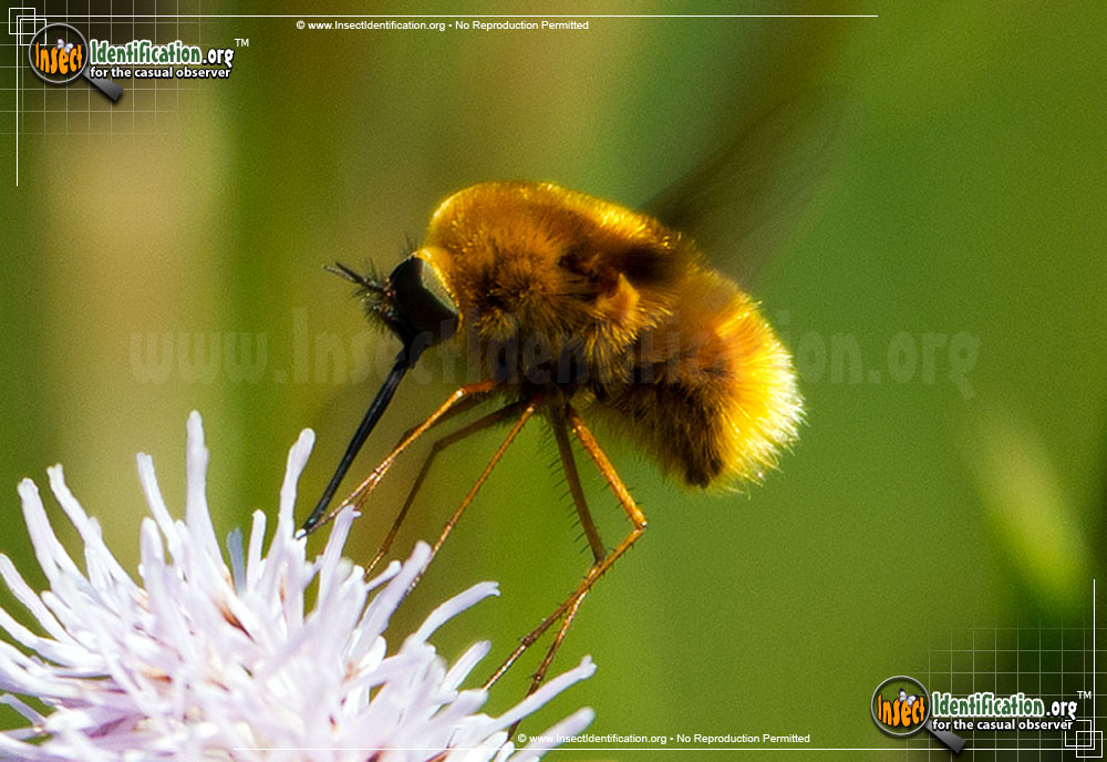 Full-sized image of the Black-Tailed-Bee-Fly