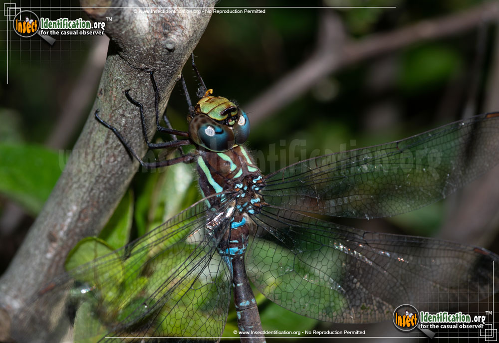 Full-sized image #2 of the Black-Tipped-Darner