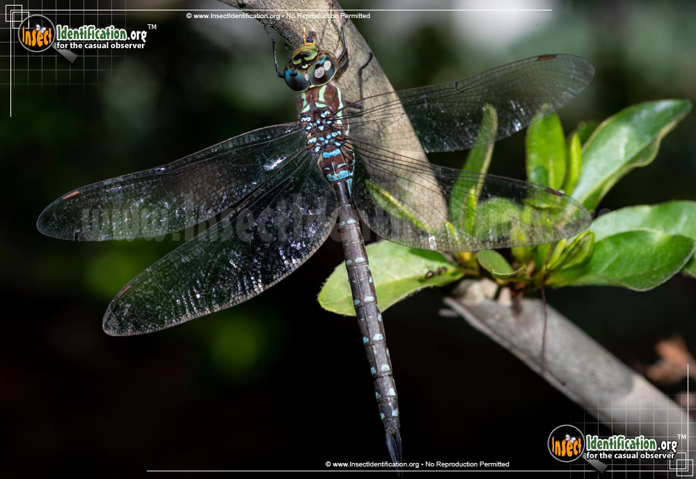 Full-sized image of the Black-Tipped-Darner