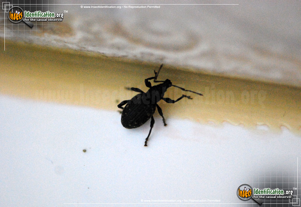 Full-sized image #2 of the Black-Vine-Weevil