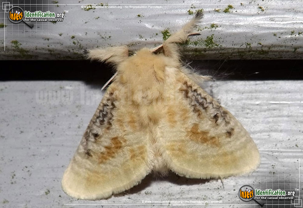 Full-sized image of the Black-Waved-Flannel-Moth