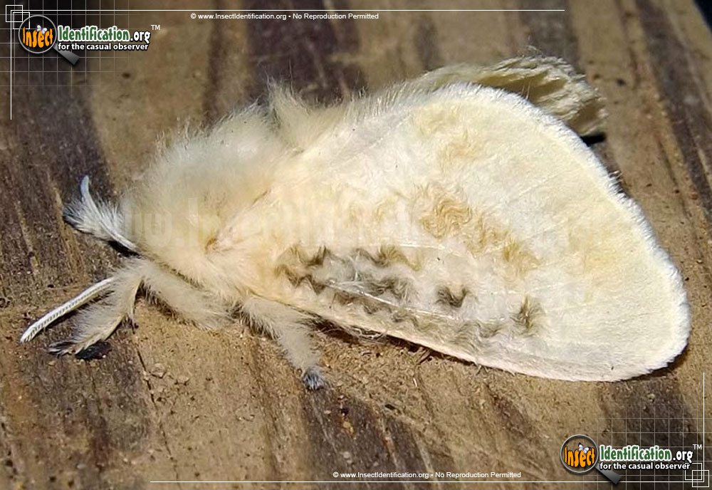 Full-sized image #5 of the Black-Waved-Flannel-Moth