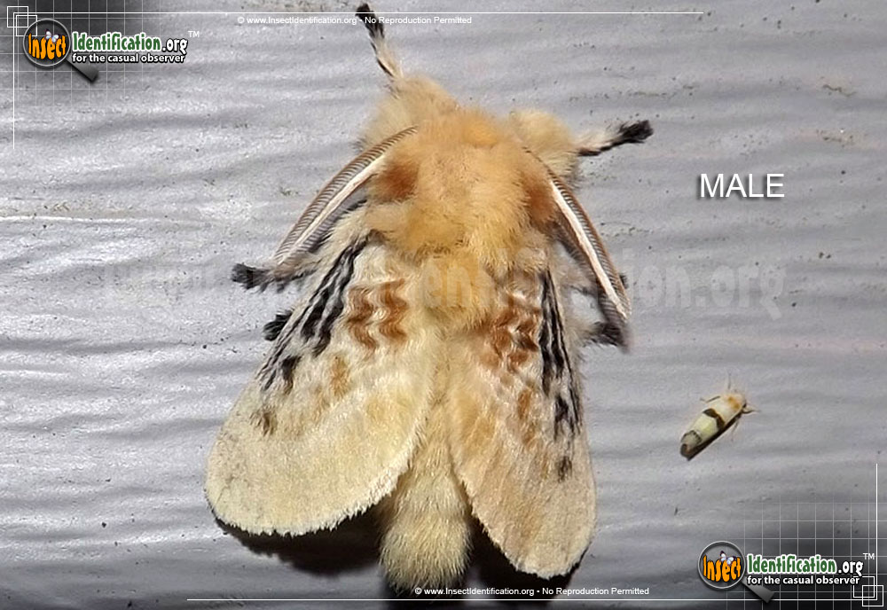 Full-sized image #3 of the Black-Waved-Flannel-Moth