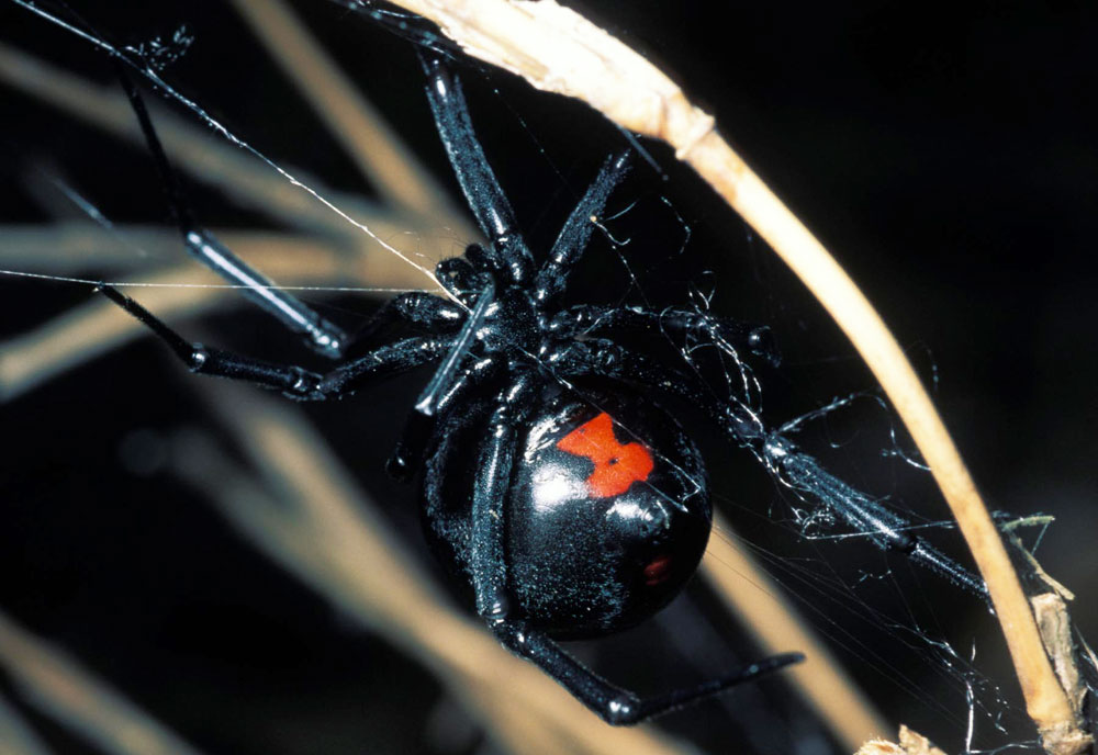 Full-sized image #3 of the Southern-Black-Widow