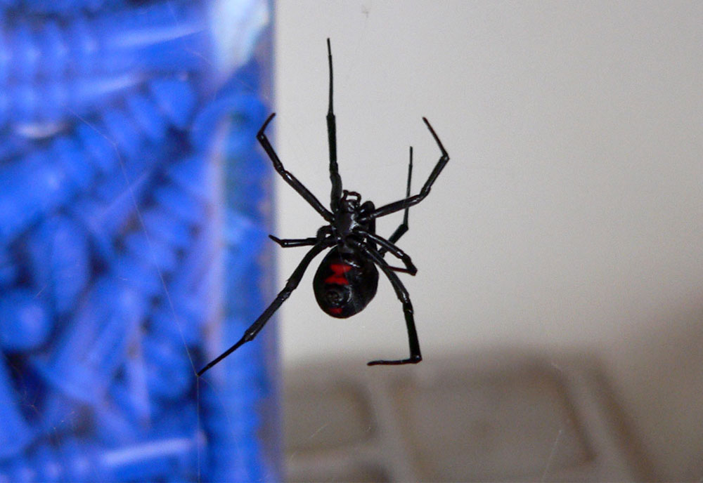 Full-sized image of the Southern-Black-Widow