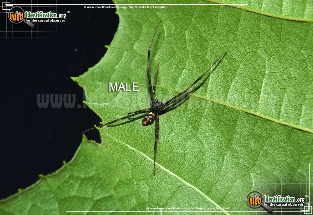 Full-sized image #2 of the Southern-Black-Widow