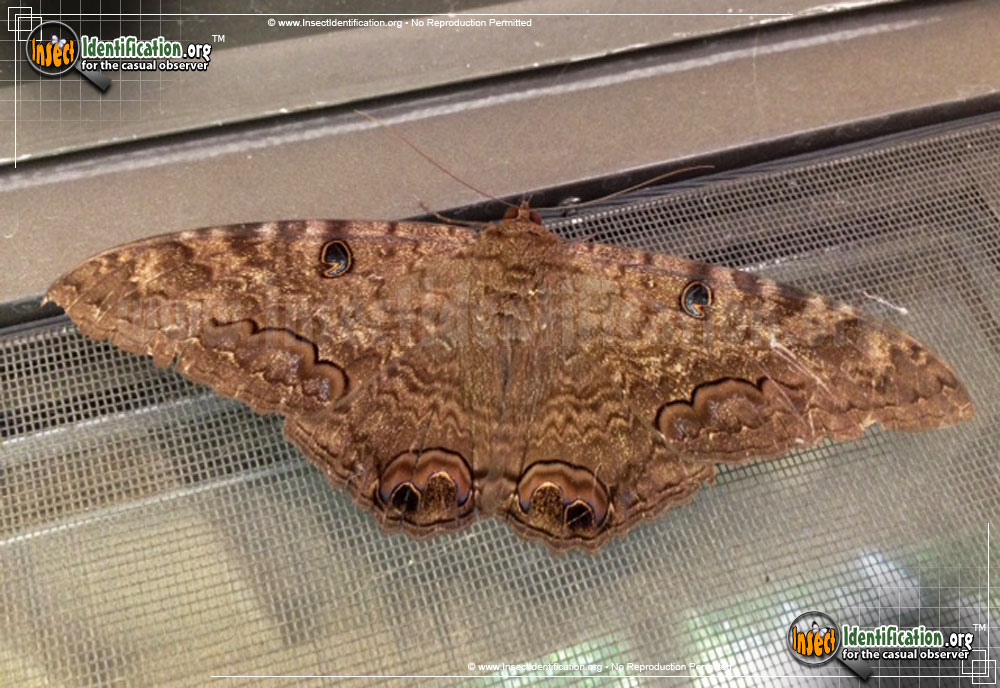 Full-sized image #2 of the Black-Witch-Moth