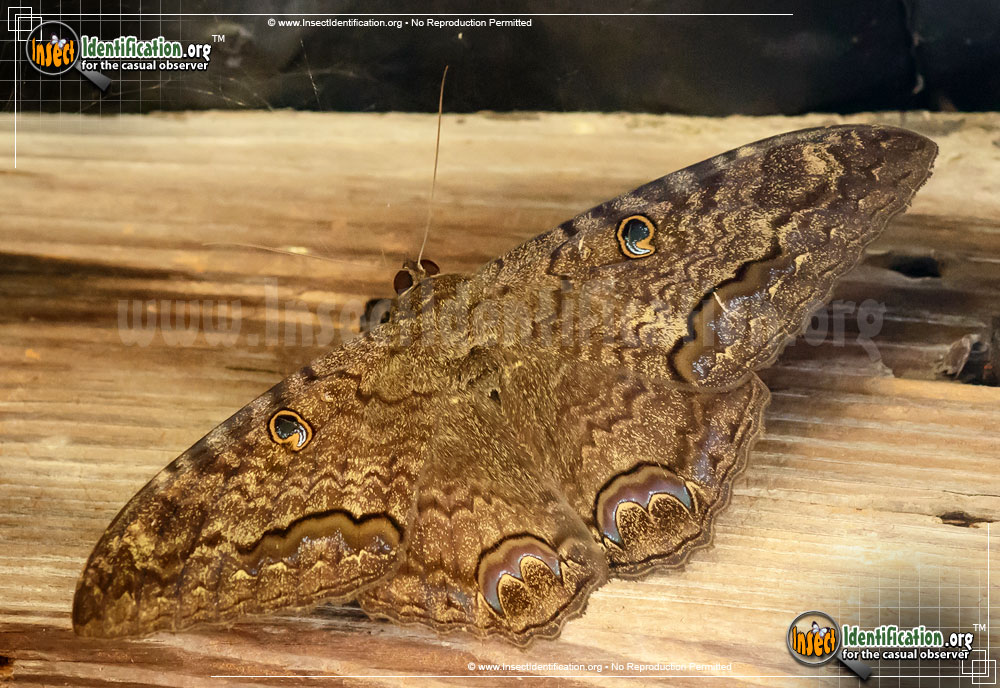 Full-sized image of the Black-Witch-Moth