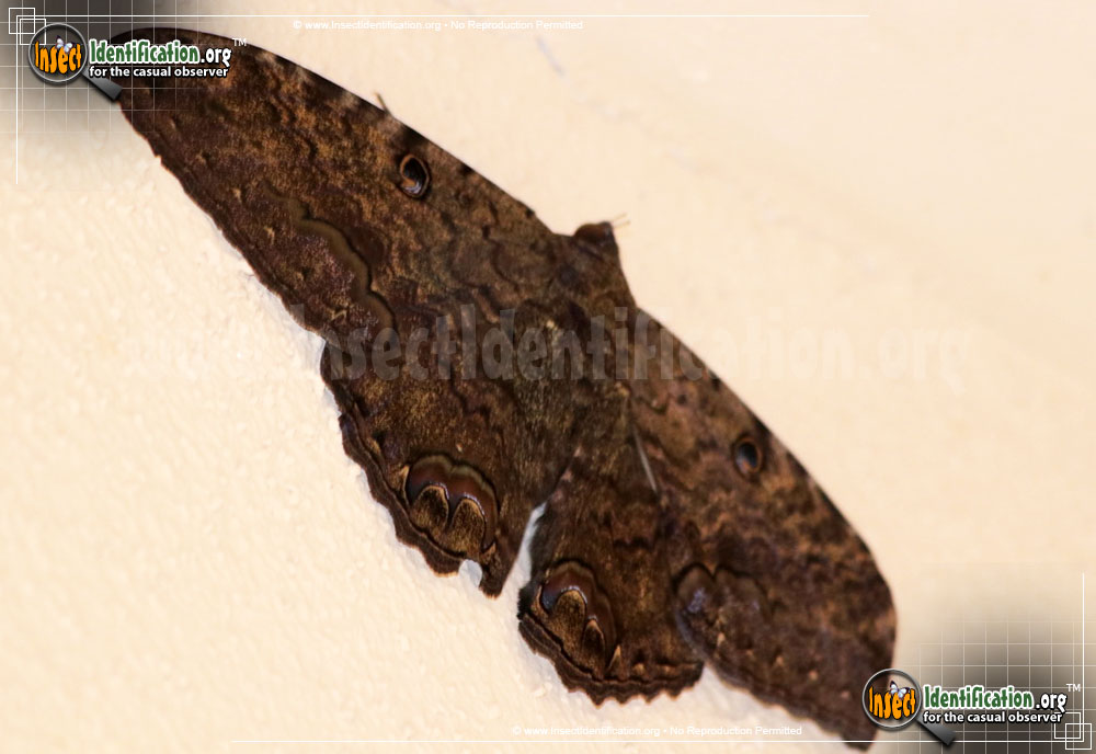Full-sized image #5 of the Black-Witch-Moth