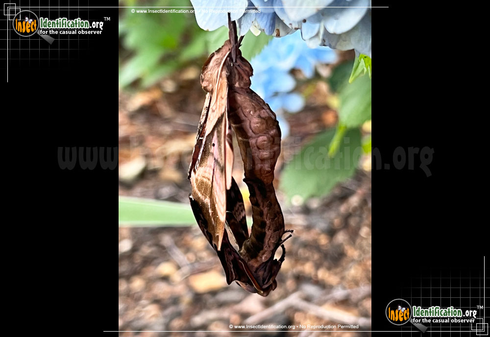Full-sized image #4 of the Blinded-Sphinx-Moth