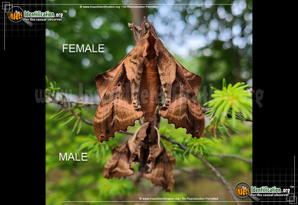 Full-sized image #12 of the Blinded-Sphinx-Moth