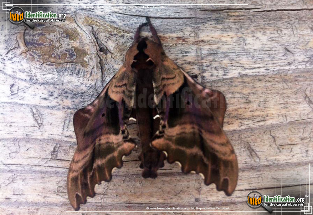 Full-sized image #3 of the Blinded-Sphinx-Moth