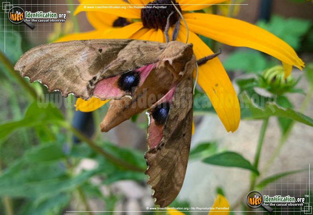 Full-sized image #15 of the Blinded-Sphinx-Moth